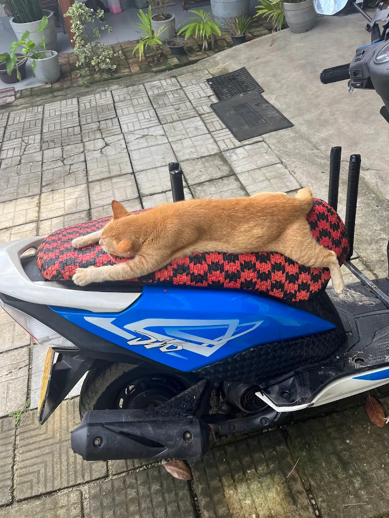 Local cat sleeping on a SMA scooter seat